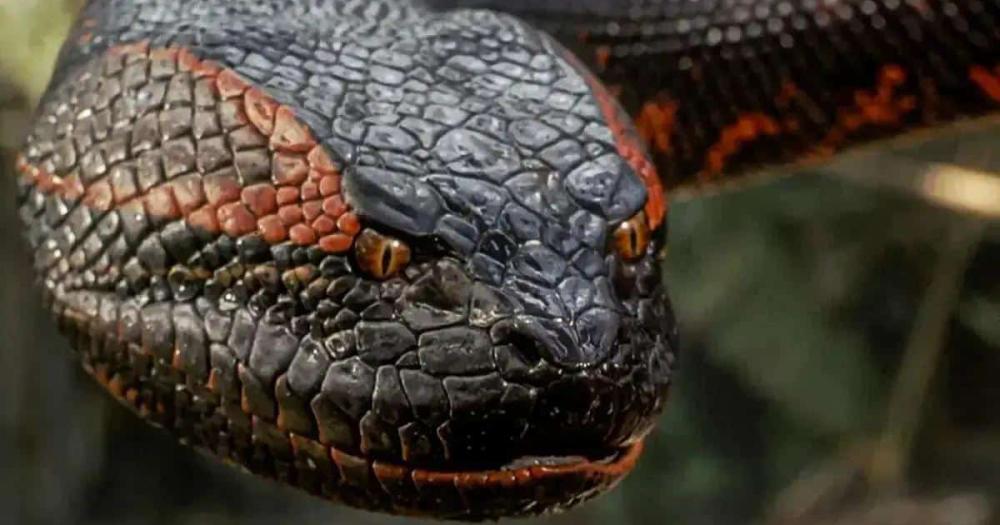 4899-anaconda-ganha-trailer-final-com-personagens-em-apuros-tb
